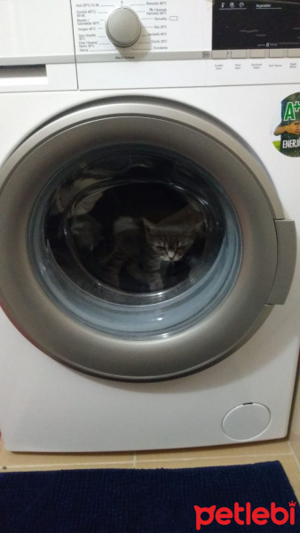 British Shorthair, Kedi  Balım fotoğrafı
