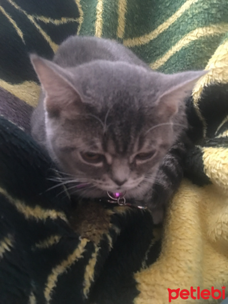 British Shorthair, Kedi  Balım fotoğrafı