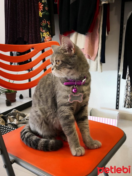 British Shorthair, Kedi  Balım fotoğrafı