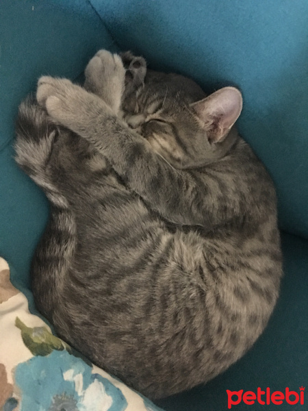 British Shorthair, Kedi  Balım fotoğrafı
