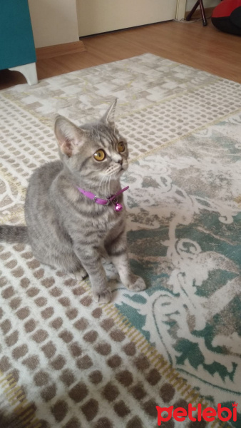 British Shorthair, Kedi  Balım fotoğrafı