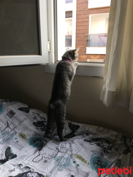 British Shorthair, Kedi  Balım fotoğrafı