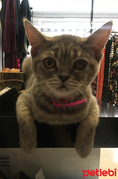 British Shorthair, Kedi  Balım fotoğrafı