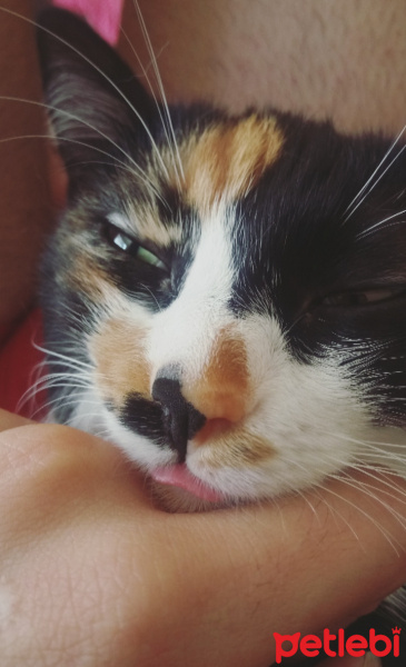 Honey Bear, Kedi  Çiçi fotoğrafı