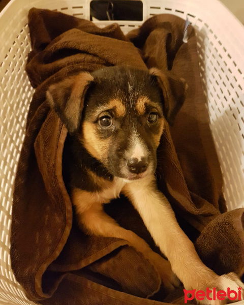 Sokö (Sokak Köpeği), Köpek  Minik fotoğrafı
