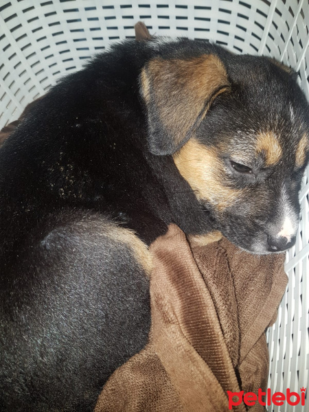 Sokö (Sokak Köpeği), Köpek  Minik fotoğrafı
