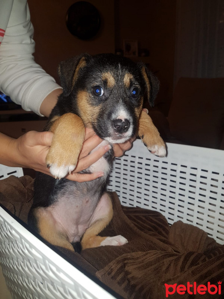 Sokö (Sokak Köpeği), Köpek  Minik fotoğrafı