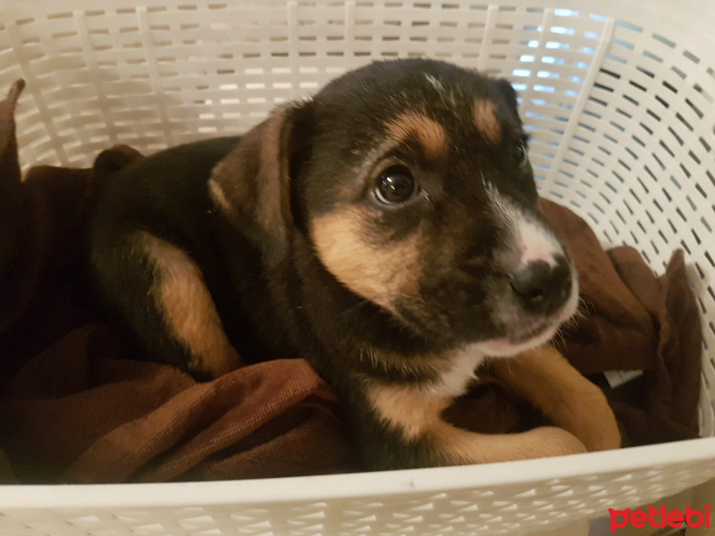 Sokö (Sokak Köpeği), Köpek  Minik fotoğrafı