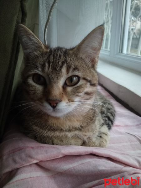 Tekir Kedi, Kedi  noya fotoğrafı