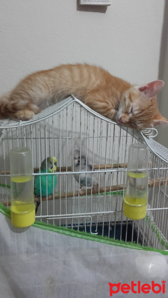 Sarman, Kedi  Mişa fotoğrafı