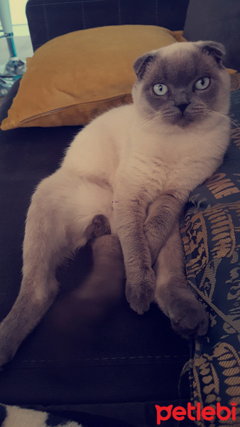 Exotic Shorthair, Kedi  Benjamin fotoğrafı