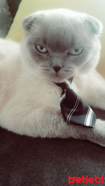 Exotic Shorthair, Kedi  Benjamin fotoğrafı