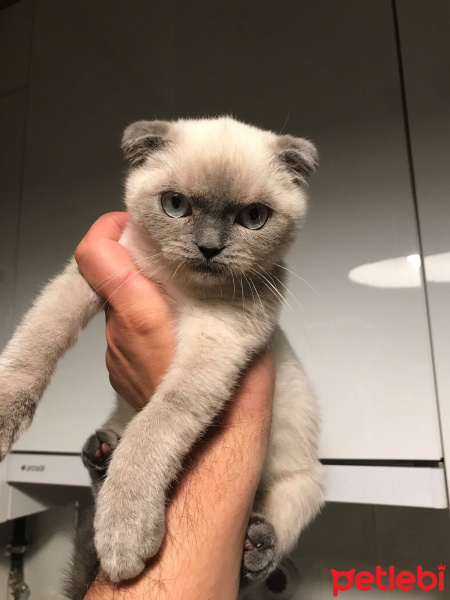 Exotic Shorthair, Kedi  Benjamin fotoğrafı