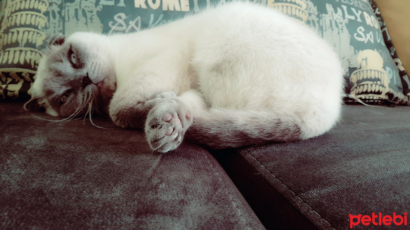 Exotic Shorthair, Kedi  Benjamin fotoğrafı
