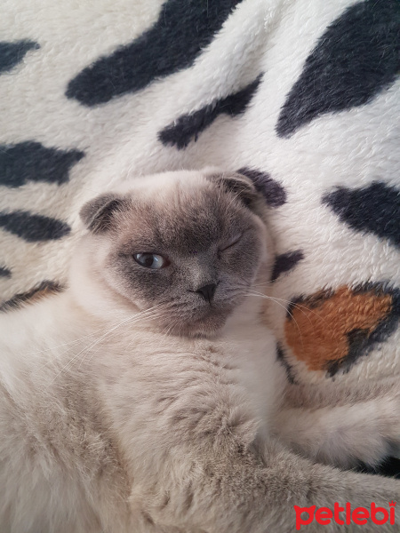 Exotic Shorthair, Kedi  Benjamin fotoğrafı