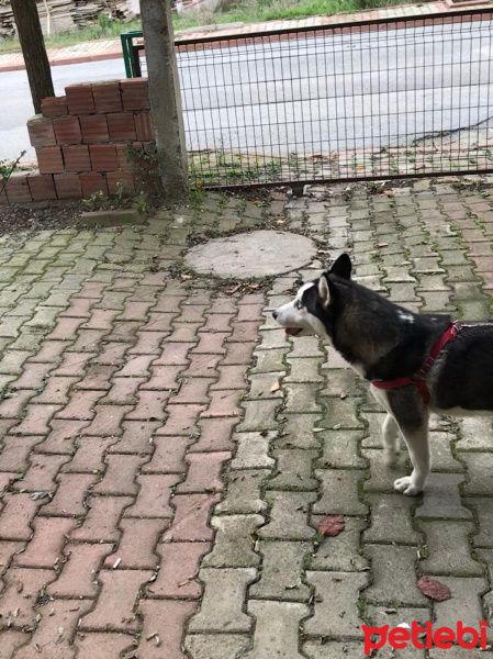 Sibirya Kurdu (Husky), Köpek  Hasky fotoğrafı