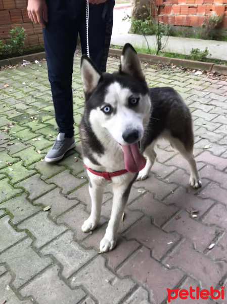 Sibirya Kurdu (Husky), Köpek  Hasky fotoğrafı