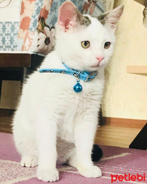 Tekir Kedi, Kedi  Pırtık fotoğrafı