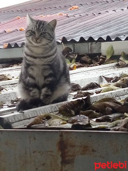 Tekir Kedi, Kedi  Her hangi bir kedi fotoğrafı