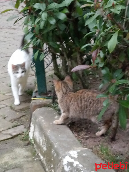 Tekir Kedi, Kedi  Her hangi bir kedi fotoğrafı