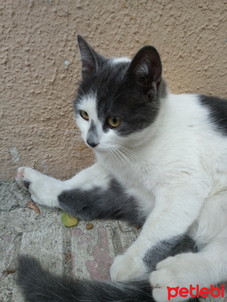 Tekir Kedi, Kedi  Her hangi bir kedi fotoğrafı