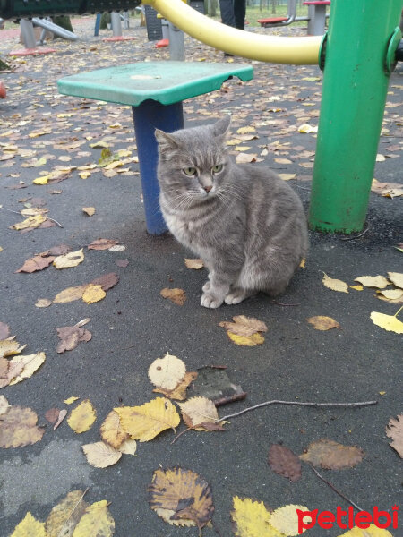 Tekir Kedi, Kedi  Her hangi bir kedi fotoğrafı