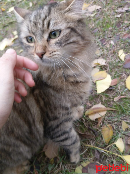 Tekir Kedi, Kedi  Her hangi bir kedi fotoğrafı