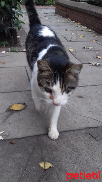 Tekir Kedi, Kedi  Her hangi bir kedi fotoğrafı