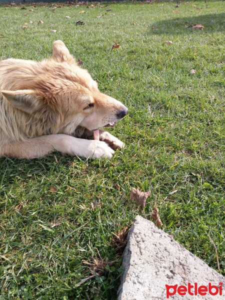 Tekir Kedi, Kedi  Her hangi bir kedi fotoğrafı