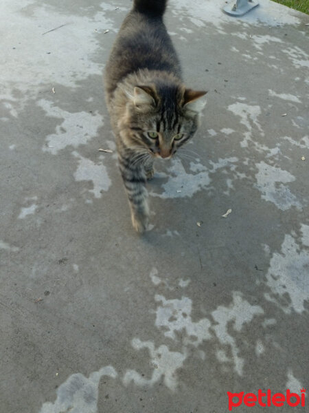 Tekir Kedi, Kedi  Her hangi bir kedi fotoğrafı