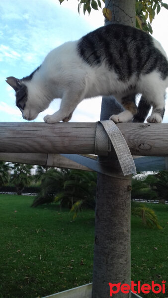 Tekir Kedi, Kedi  Her hangi bir kedi fotoğrafı