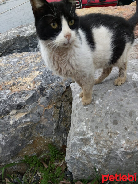 Tekir Kedi, Kedi  Her hangi bir kedi fotoğrafı