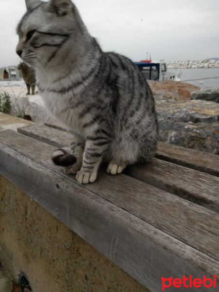 Tekir Kedi, Kedi  Her hangi bir kedi fotoğrafı