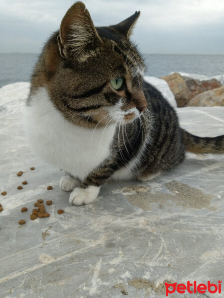 Tekir Kedi, Kedi  Her hangi bir kedi fotoğrafı