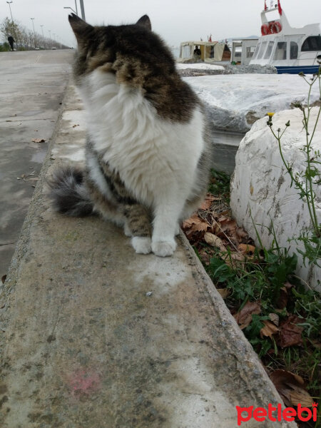 Tekir Kedi, Kedi  Her hangi bir kedi fotoğrafı