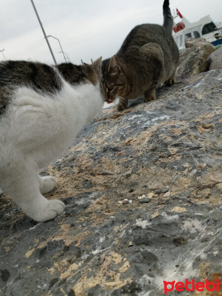 Tekir Kedi, Kedi  Her hangi bir kedi fotoğrafı