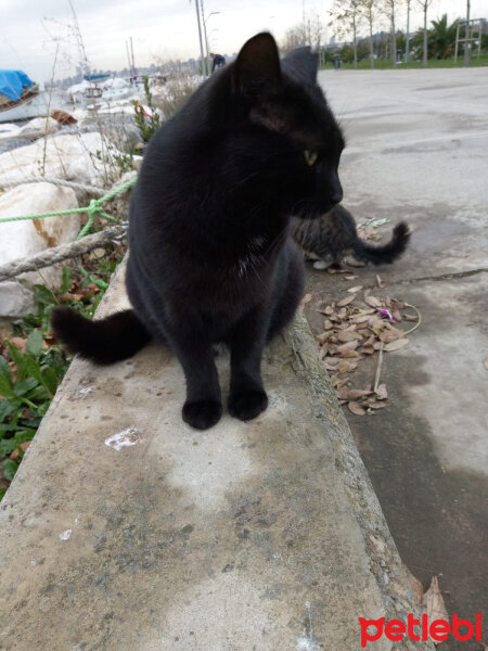 Tekir Kedi, Kedi  Her hangi bir kedi fotoğrafı