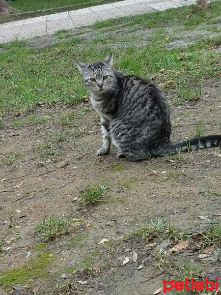 Tekir Kedi, Kedi  Her hangi bir kedi fotoğrafı