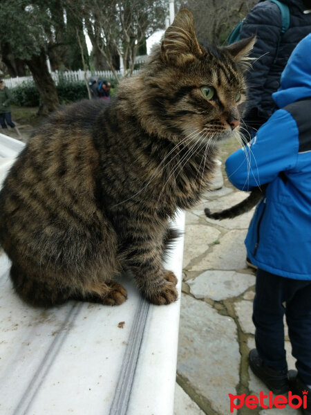 Tekir Kedi, Kedi  Her hangi bir kedi fotoğrafı