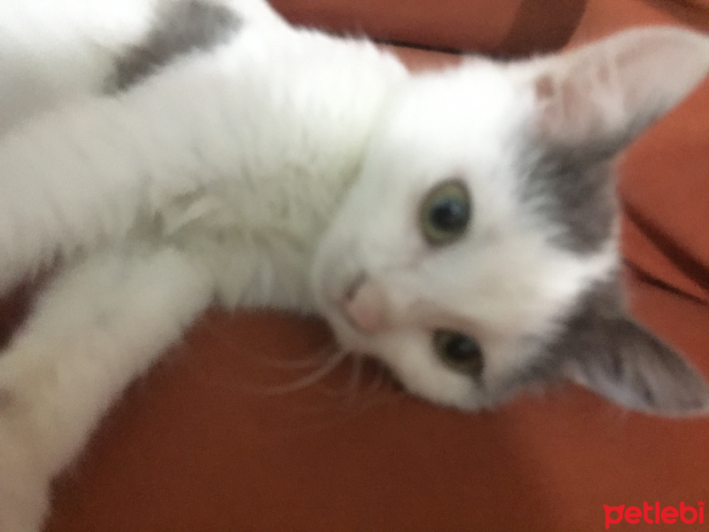 Tekir Kedi, Kedi  Yumak fotoğrafı