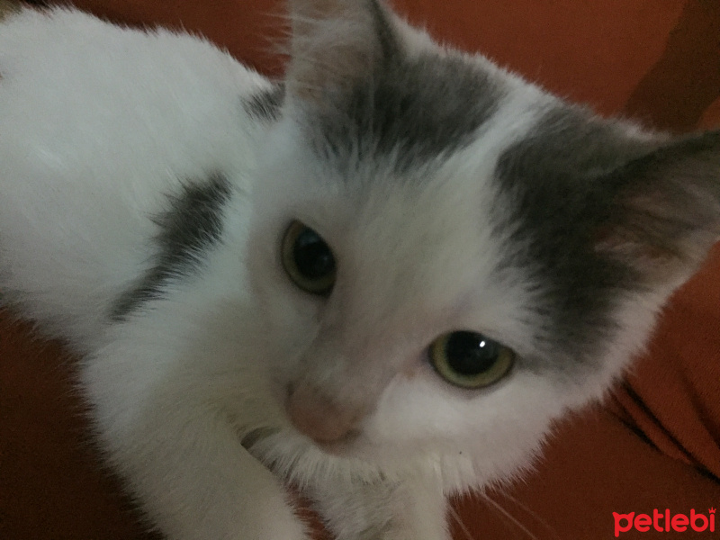 Tekir Kedi, Kedi  Yumak fotoğrafı