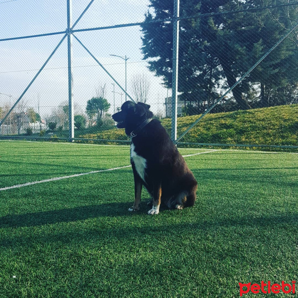 Labrador Retriever, Köpek  Sia fotoğrafı