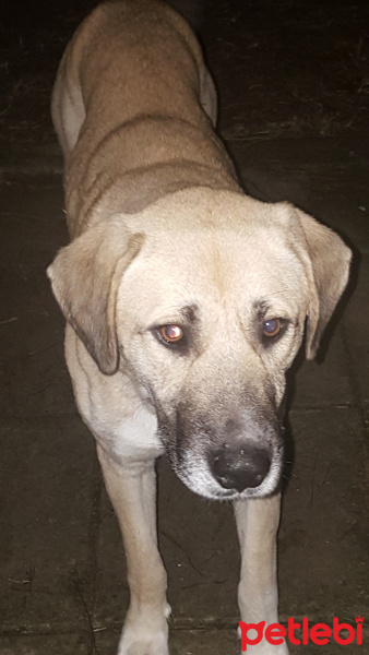 Kangal, Köpek  Karamel fotoğrafı