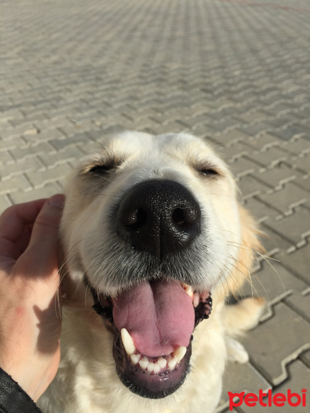 Golden Retriever, Köpek  Anjelique fotoğrafı