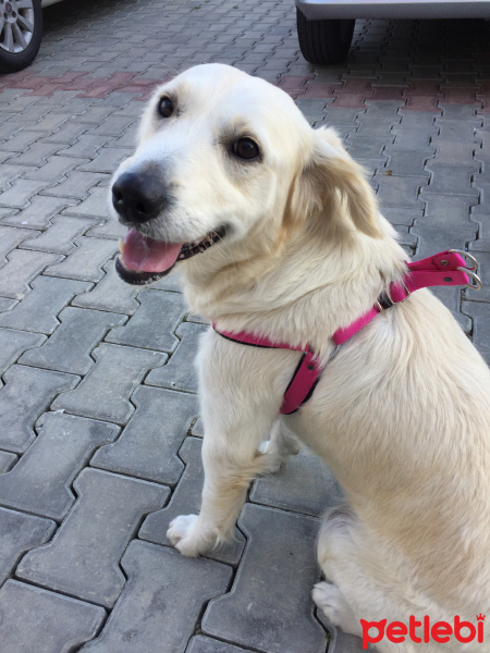 Golden Retriever, Köpek  Anjelique fotoğrafı