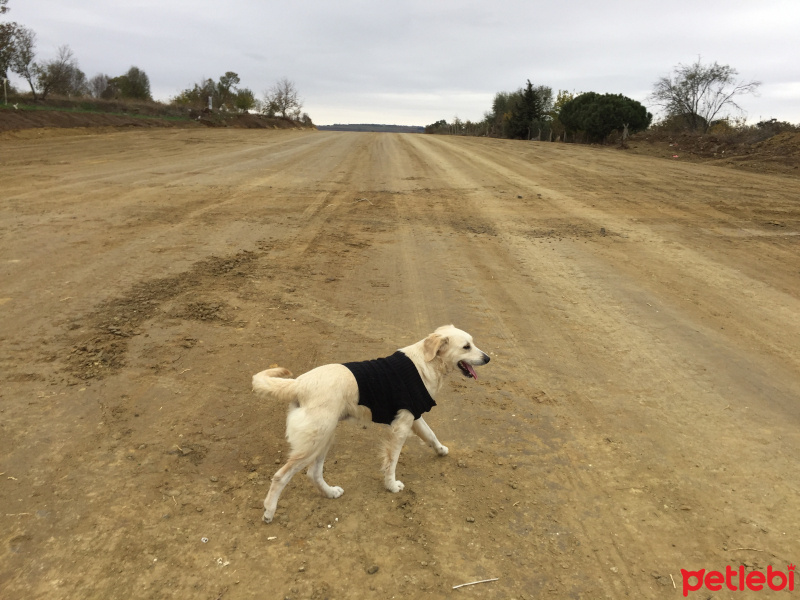 Golden Retriever, Köpek  Anjelique fotoğrafı