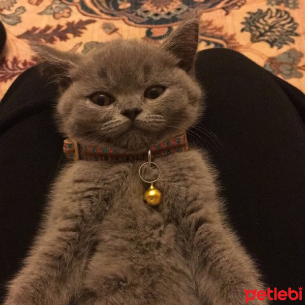 British Shorthair, Kedi  Pudy fotoğrafı