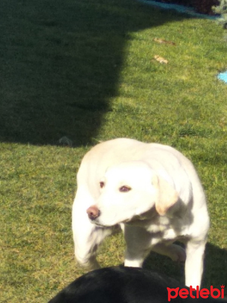 Golden Retriever, Köpek  Paytak fotoğrafı