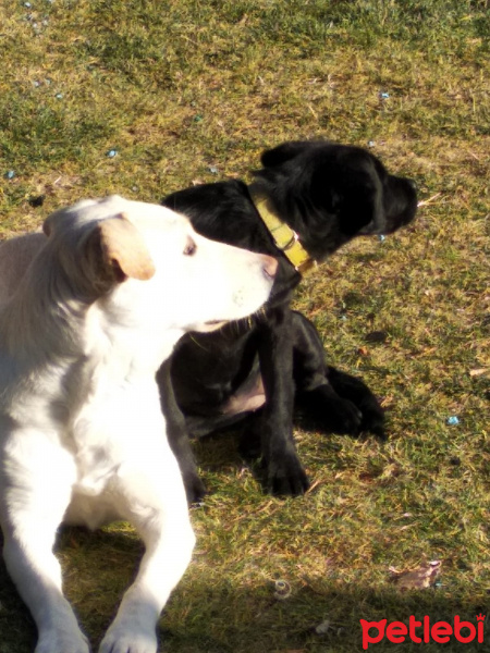 Golden Retriever, Köpek  Paytak fotoğrafı