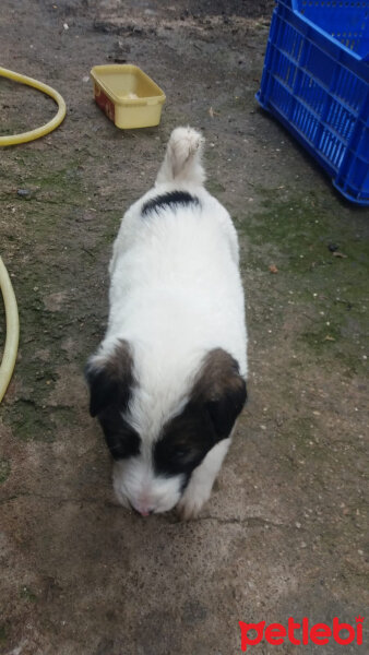 St. Bernard (Saint Bernard), Köpek  köpük fotoğrafı